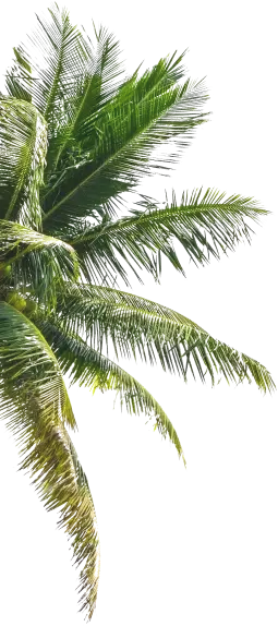 coconut leaf