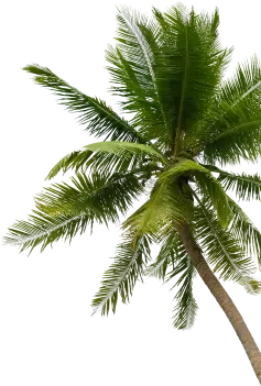 coconut leaf